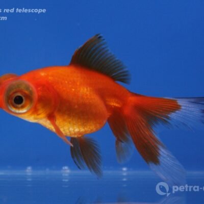 Carassius auratus l.f. red telescope 9–11 cm