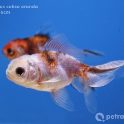 calico oranda (9 - 11 cm)