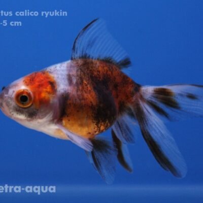 calico ryukin (4 - 5 cm)