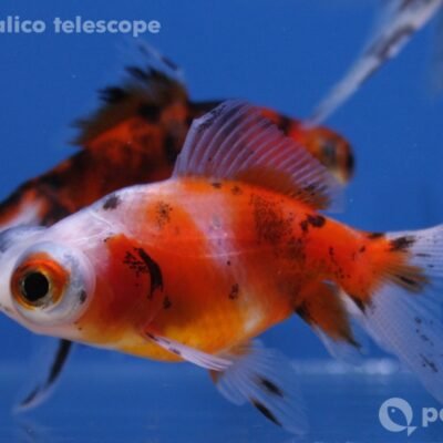 calico telescope (5 - 6 cm)