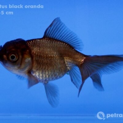 Carassius auratus l.f. black oranda 4–5 cm