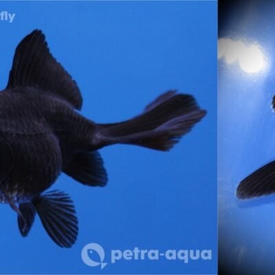 Carassius auratus l.f. black butterfly tail 4–5 cm