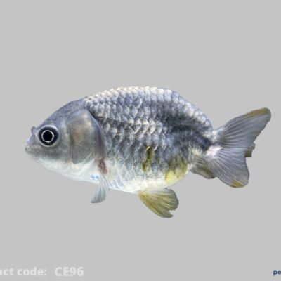 metallic ranchu (6 - 7 cm)