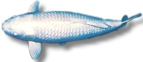 platinum ogon (35 - 40 cm)