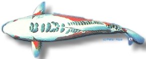 shusui (40 - 45 cm)