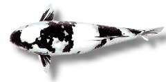 utsuri (45 - 50 cm)