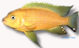Pseudotropheus daktari 3–4 cm