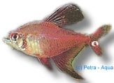 roberti (2,5 - 3 cm)