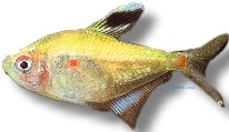 socolofi (2,5 - 3 cm)