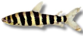 Leporinus affinis 4–5 cm