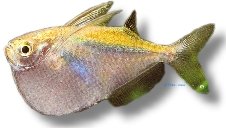 stella (3 - 4 cm)