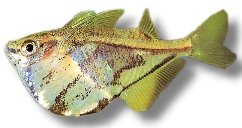strigata (2 - 3 cm)