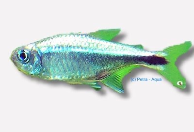 Hemigrammus armstrongi 1,5–2 cm