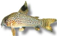 julii (3 - 3,5 cm)