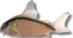 Corydoras arcuatus 4–5 cm