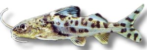 pictus (3 - 4 cm)