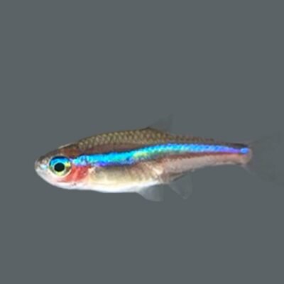 simulans CB (1,5 - 2 cm)