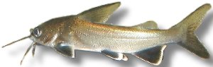 jordani (5 - 8 cm)