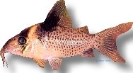 melanistus (3 - 4 cm)