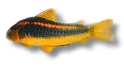 Bronze Catfish gold strip (Corydoras aeneus peru gold strip) 4–5 cm