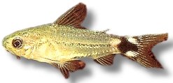 hastatus (1,5 - 2 cm)
