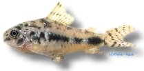 habrosus (1,5 - 2,5 cm)