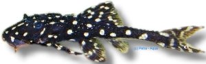 Acanthicus adonis 10–15 cm