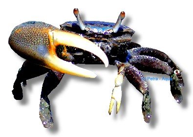Rainbow Fiddler Crab (Uca forcipata) 4–5 cm