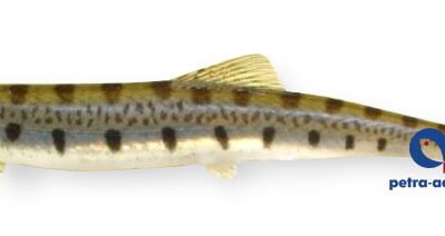 choirorhynchos (7,5 cm)