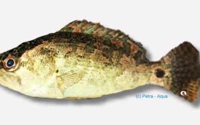 nandus (5 - 7 cm)