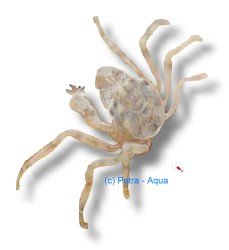 naiyanetri (M)