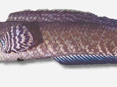 Channa bleheri 5–7 cm