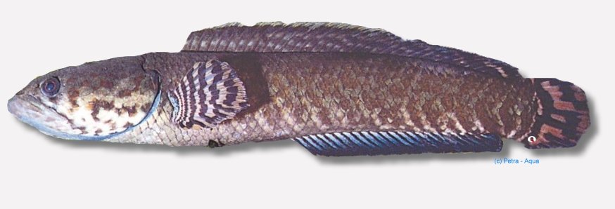petra-K074 Channa bleheri 5–7 cm