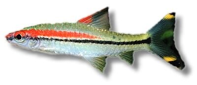 Puntius denisonii 7–8 cm