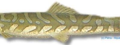 triangularis (4 - 5 cm)