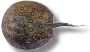 motoro (10 cm)