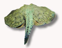 reticulatus (10 cm)