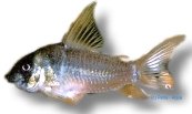 concolor (2 - 3 cm)