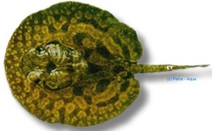 hystrix (10 cm)