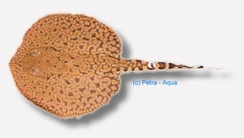 tigre (15 cm)