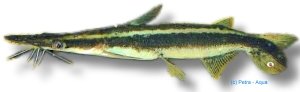 lima (10 - 12 cm)