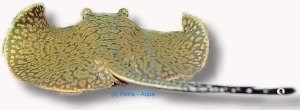 laticeps stingrays (15 cm)