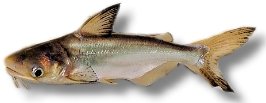 sutchi (5 - 6 cm)