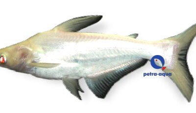 sutchi albino (4 - 6 cm)