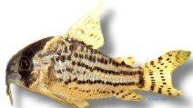 schwartzi (XL)