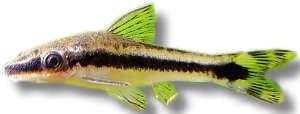 Golden otocinclus (Otocinclus affinis) 2 cm