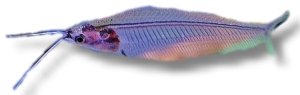 Glass catfish (Kryptopterus bicirrhis) 7–9 cm
