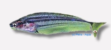 macrocephalus (5 - 6 cm)