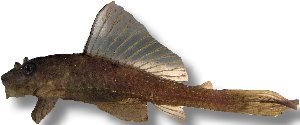 plecostomus gold (5 cm)