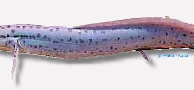 Protopterus aethiopicus 25–30 cm